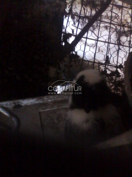 Foto 4 de se venden 