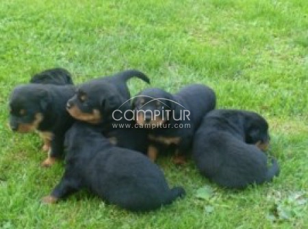 Los cachorros de Rottweiler Regalo
