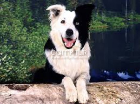 collie ovejero  venta