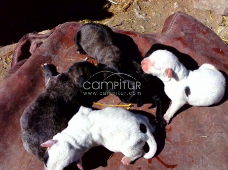 bulldog frances y yorkshire