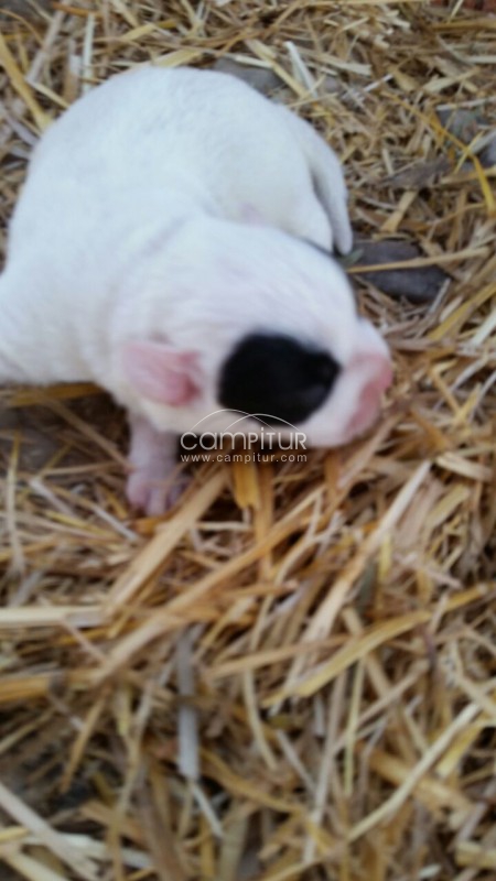 Foto 2 de bulldog frances y yorkshire