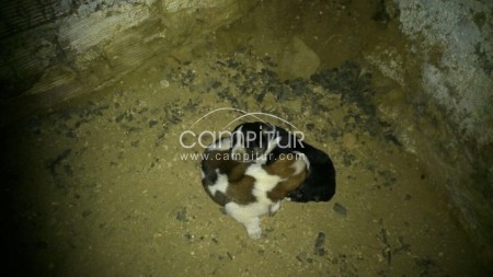 Se regalan cachorros de mastines legítimos