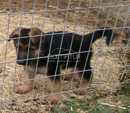 cachorros de pastor aleman con pedigree