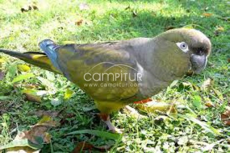 se vende loro barranquero