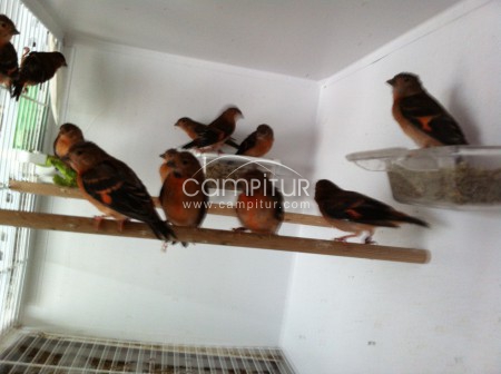 Foto 4 de cardenalitos de venezuela