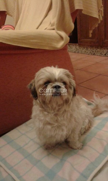 Ofrezco Perro