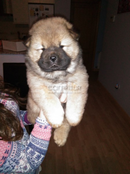 Chow Chow Cachorros