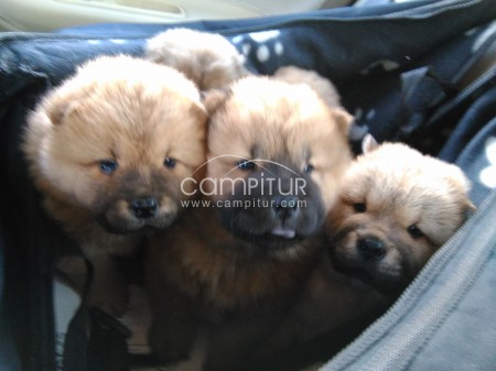 Foto 3 de Chow Chow Cachorros