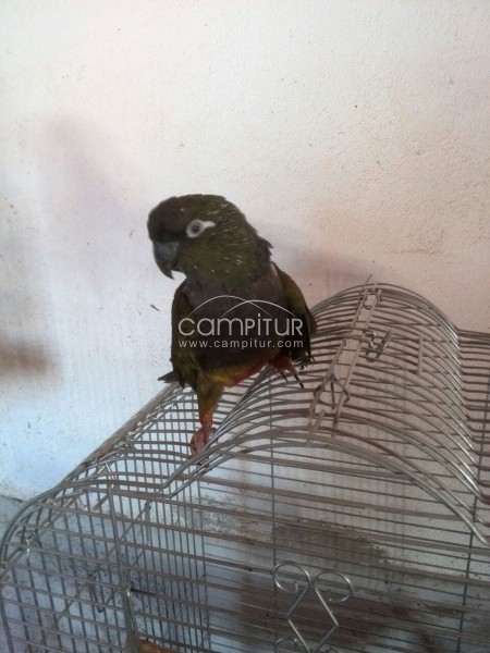 se vende loro barranquero
