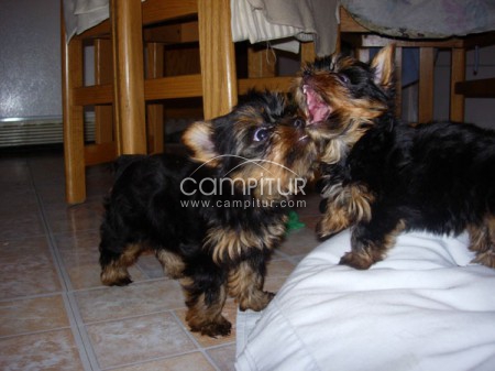 13 semanas de edad cachorros taza de té Yorkie para su adopción    