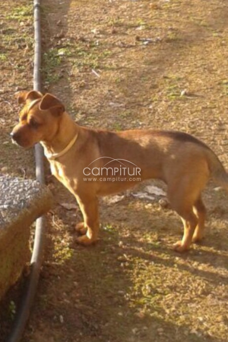 He perdido una perrita en Fuenteobejuna