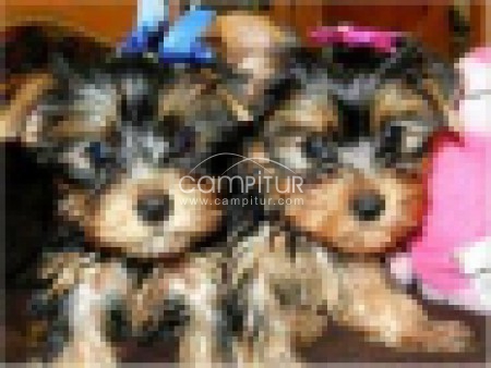 Cachorros de yorkshire auténticos. cria familiar