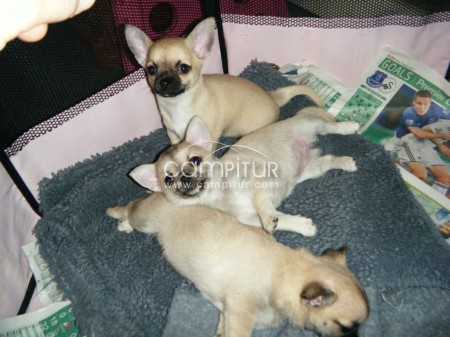 Cachorros chihuahua toy macho y hambre