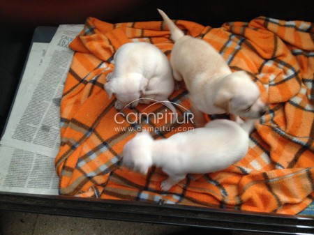 PRECIOSOS CHIHUAHUAS