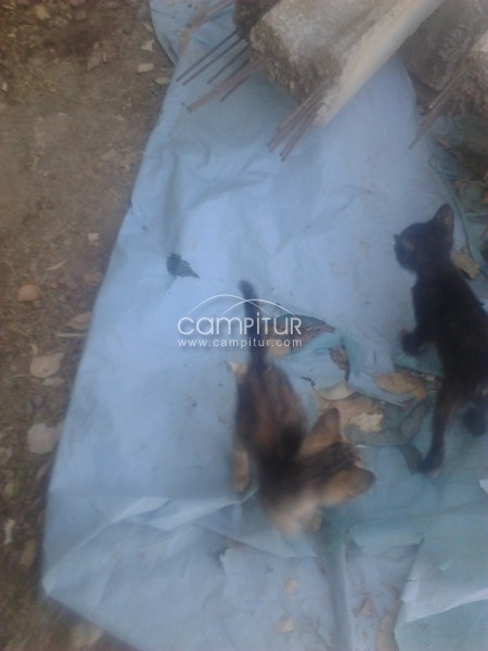 se regalan gatitos 