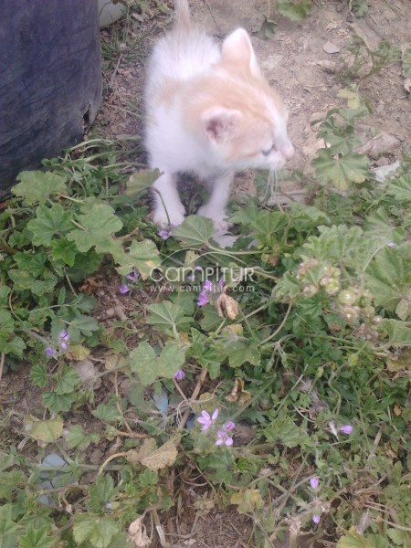 Foto 3 de se regalan gatitos 