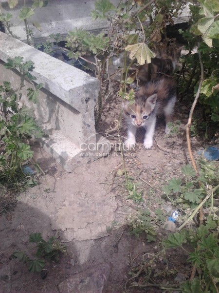 Foto 4 de se regalan gatitos 