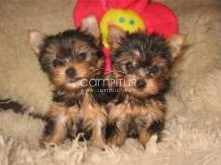  YORKYS TERRIER MINIS Envio Incluido a su Domicilio
