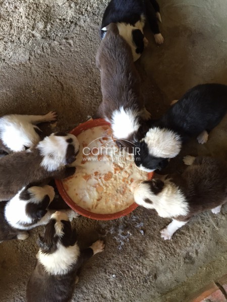 Vendo Border Collie