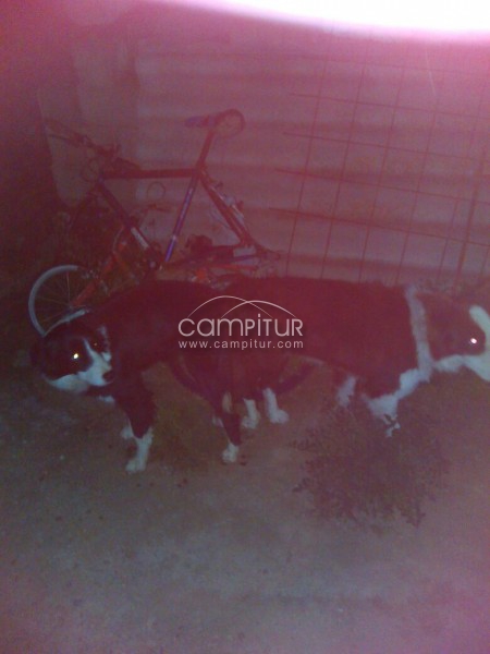 Foto 2 de Vendo Border Collie