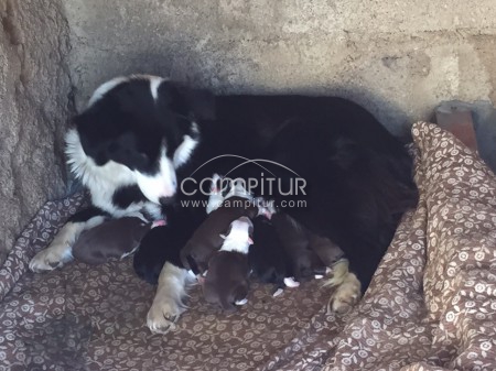 Foto 3 de Vendo Border Collie