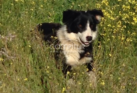 Foto 4 de Vendo Border Collie
