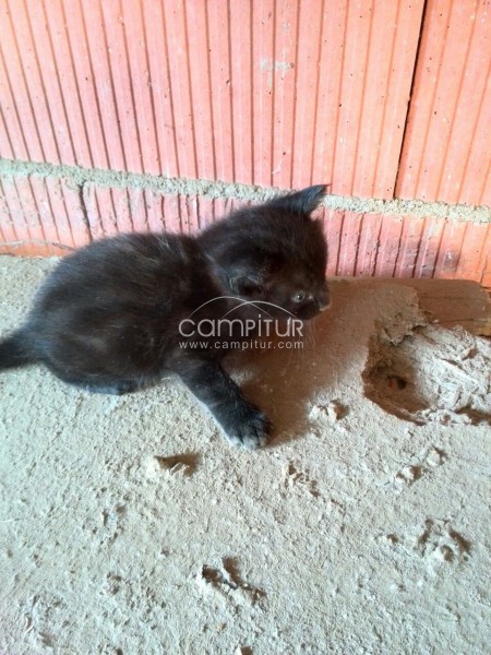 se regala gatito