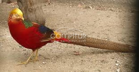 cambio faisan dorado por pareja de faisan comun