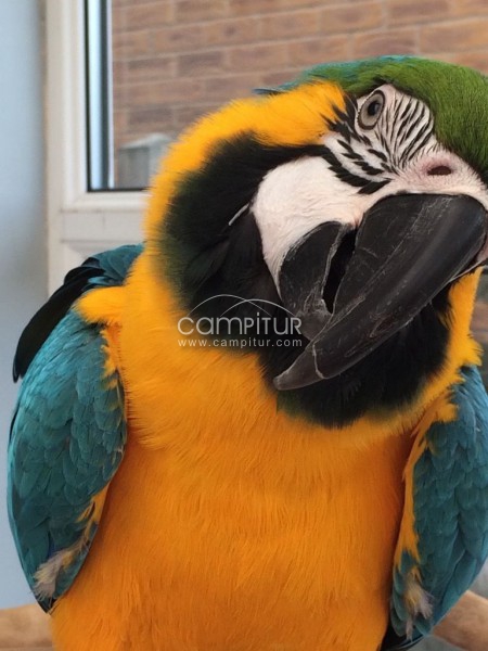 Planteado Guacamayo azul y oro mano