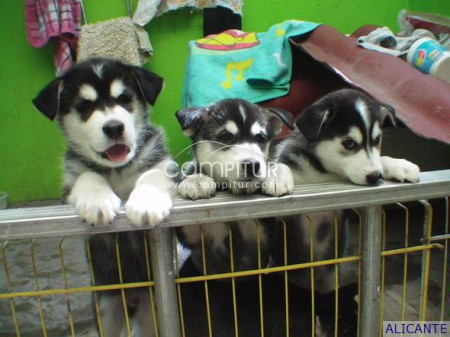  Camada Husky Siberiano