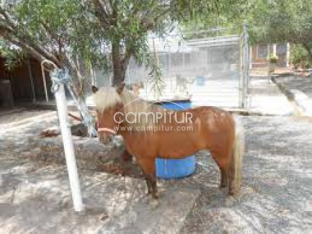 vendo hembra  pony  rubio
