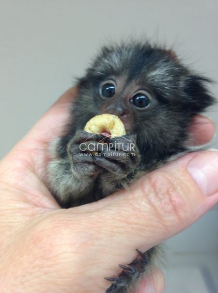 monos tití macho y hembra disponibles