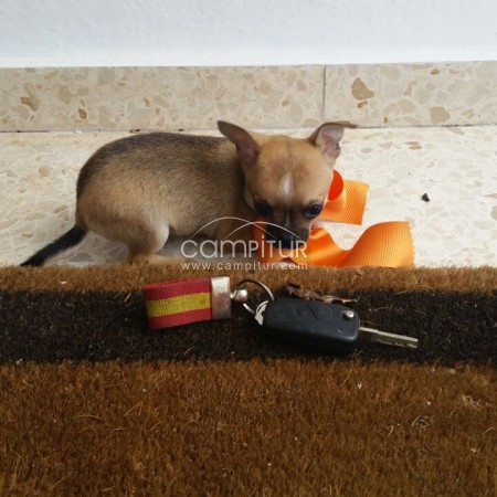 chihuahuas hembra y macho