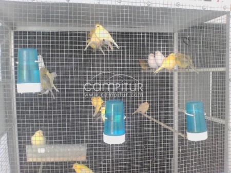 Foto 3 de Venta de Canarios