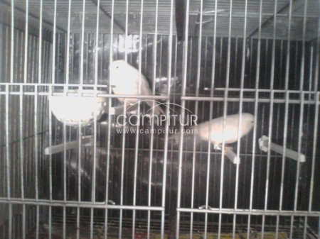 Foto 4 de Venta de Canarios
