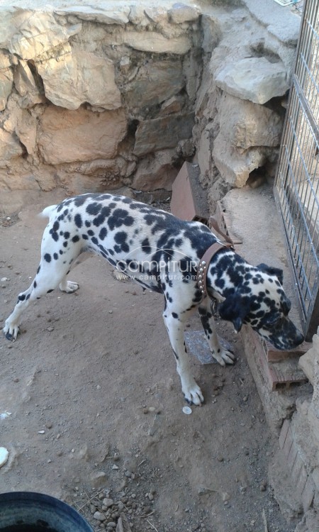 Se regala dalmata 