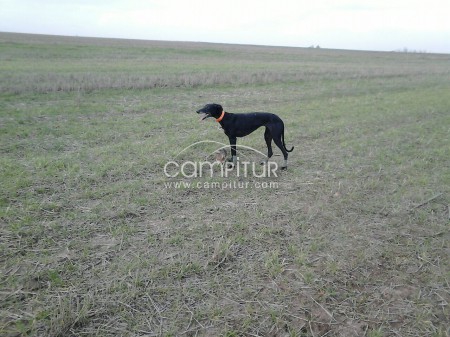 BUSCO A PASIONADO DE CARRERA DE GALGO GRUPO WUHASAPP COMPARTI VIVENCIAS, FOTOS, VIDEOS, NOTICIAS. 