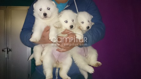 samoyedos