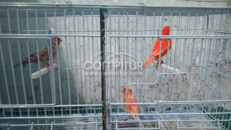 Foto 3 de se venden canarios 