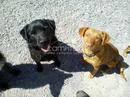 SE REGALA MESTIZO DE LABRADOR.