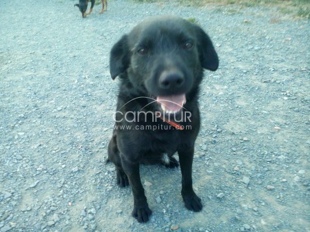 Foto 2 de SE REGALA MESTIZO DE LABRADOR.
