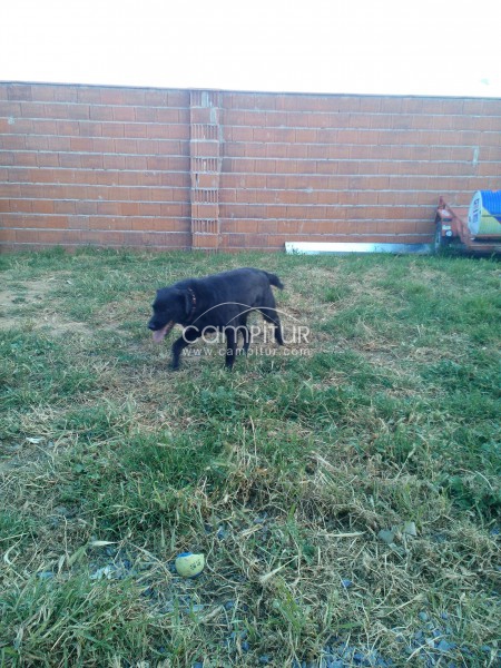 Foto 3 de SE REGALA MESTIZO DE LABRADOR.