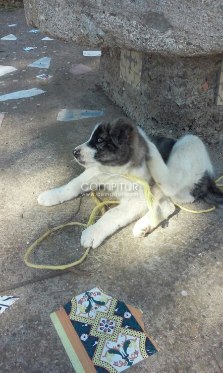SE REGALA MASTIN CACHORRO