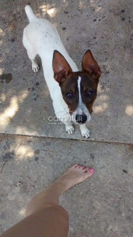 SE BUSCA PERRO EXTRAVIADO