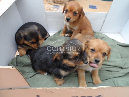 REGALO CACHORROS
