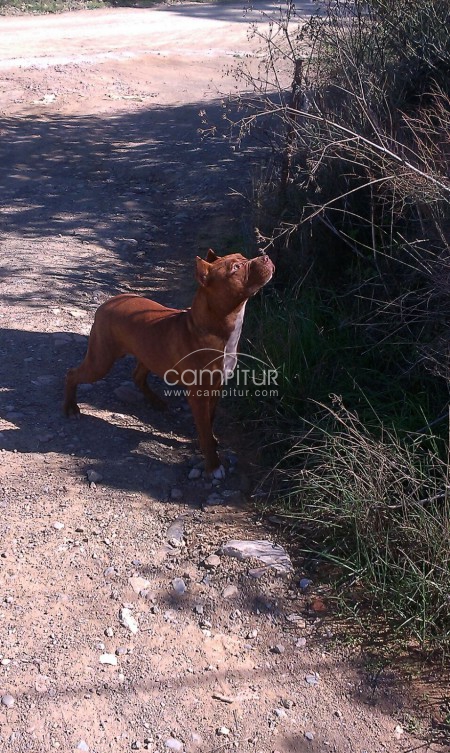 se venden pitbulls