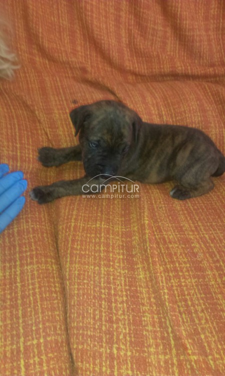 Foto 3 de se venden pitbulls