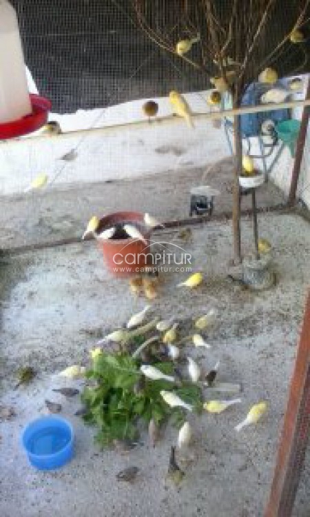VENDO CANARIOS COMUNES,CRESTE Y DIAMENTES