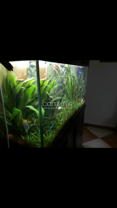 acuario 200 litros