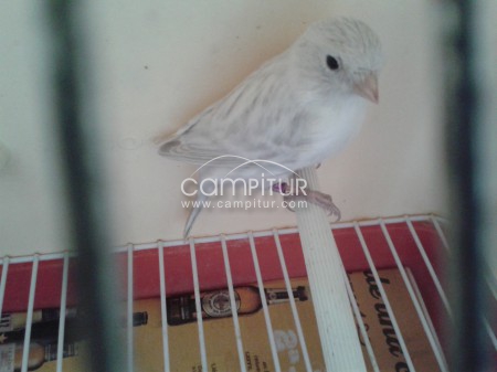canario ágata opal plata